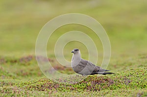 Arctic skua