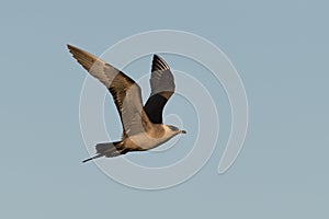 Arctic skua