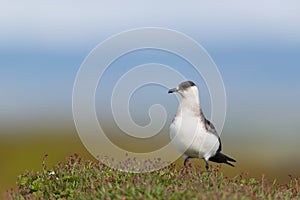 Arctic skua