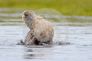 Arctic Skua