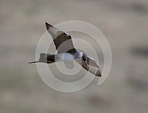 Arctic Skua