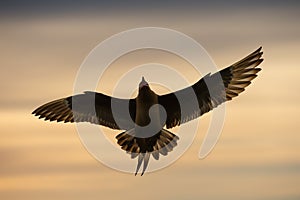 Arctic Skua