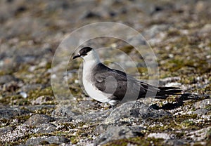 Arctic skua. Adult light morph.