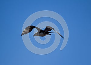 Arctic skua. Adult light morph flying.