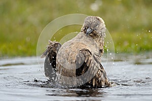 Arctic Skua