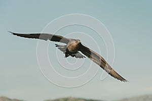 Arctic Skua in flight