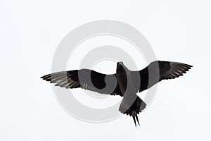 Arctic Skua flying