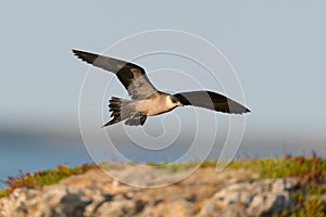 Arctic skua