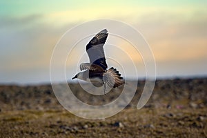 Arctic Skua is real predator and robber for Arctic bird