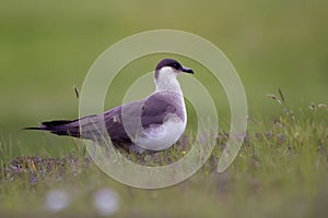 Arctic Skua, Stercorarius parasiticus