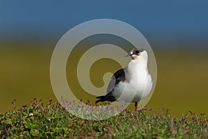 Arctic skua