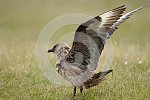 Arctic Skua