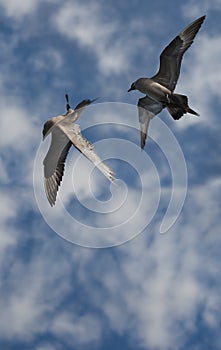 Arctic Skuas