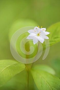 Arctic Starflower