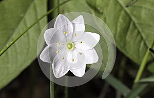 Arctic Starflower Close Up