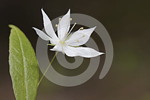 Arctic starflower in summer,