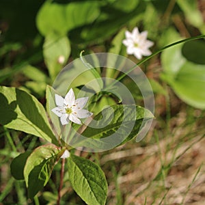 Arctic starflowers