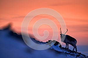 Arctic sunrise. Orange light with reindeer. Wild Reindeer, Rangifer tarandus, with massive antlers in snow, Svalbard, Norway.