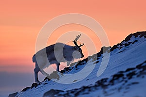 Arctic sunrise. Orange light with reindeer. Wild Reindeer, Rangifer tarandus, with massive antlers in snow, Svalbard, Norway.