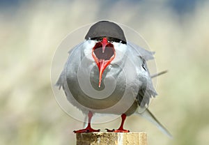 Arctic tern