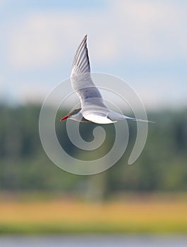 Arctic Tern