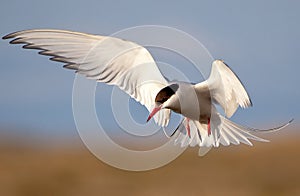 Arctic Tern