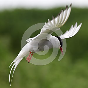 Arctic Tern