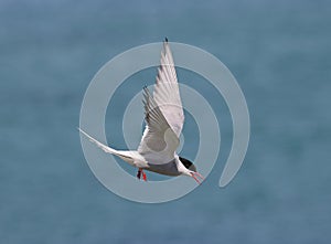 Arctic Tern