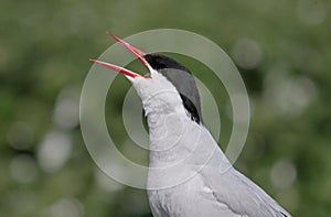 Arctic Tern