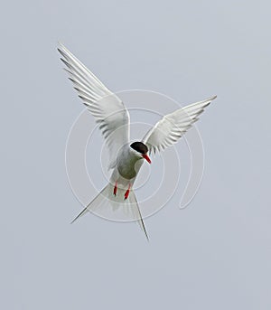 Arctic Tern