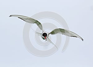 Arctic Tern