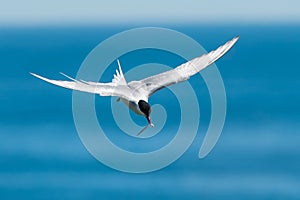 Arctic Tern