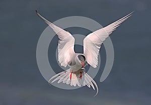 Arctic Tern