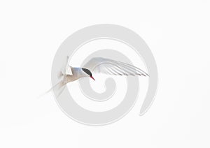 Arctic tern, abstract, white on white, in flight
