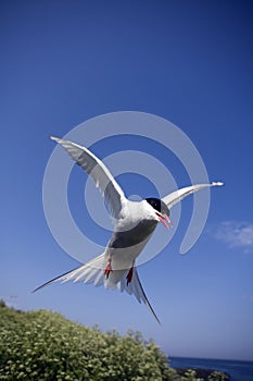 Arctic Tern Attacking