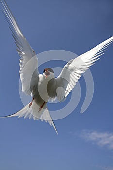 Arctic Tern Attacking