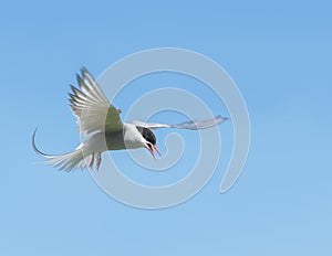 Arctic Tern in a beautiful pose in the sky