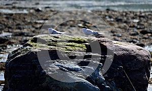 Arctic tern bird pair on sea shore rock