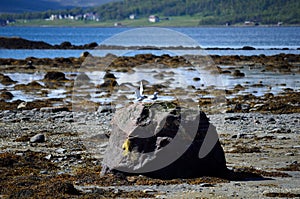 Arctic tern birds landing on sea shore