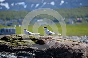 Arctic tern birds standing on big boulder