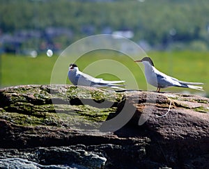 Arctic tern birds standing on big boulder