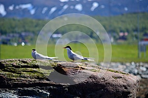 Arctic tern birds standing on big boulder