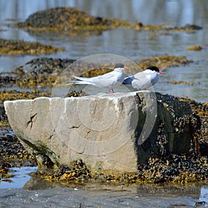 Arctic tern birds on summer shore