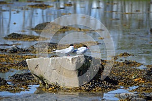 Arctic tern birds on summer shore