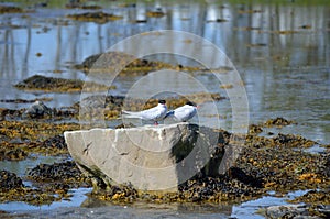 Arctic tern birds on summer shore