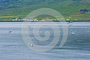 Arctic tern at BorgarfjÃ¶rdur Eystri Fjord Marina, Iceland