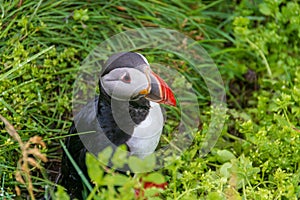 Arctic tern at BorgarfjÃ¶rdur Eystri Fjord Marina, Iceland