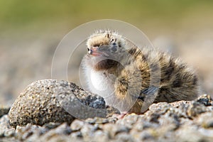 Arctic Tern Chick