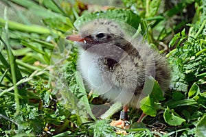 Arctic tern chick, Farne Islands Nature Reserve, England