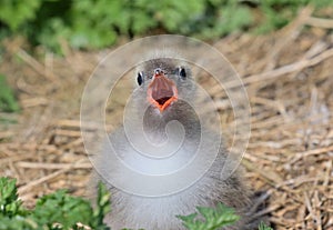 Arctic Tern chick